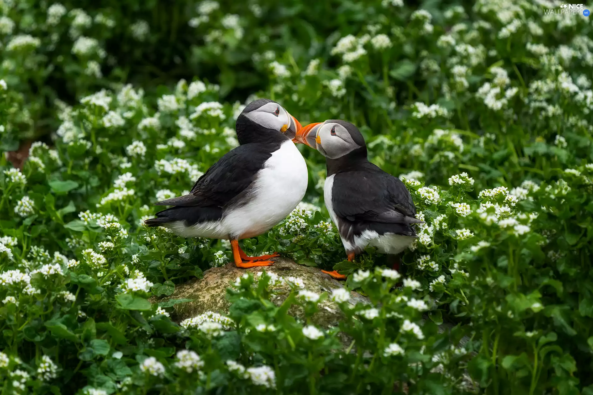 Stone, Flowers, birds, Puffins, Two cars