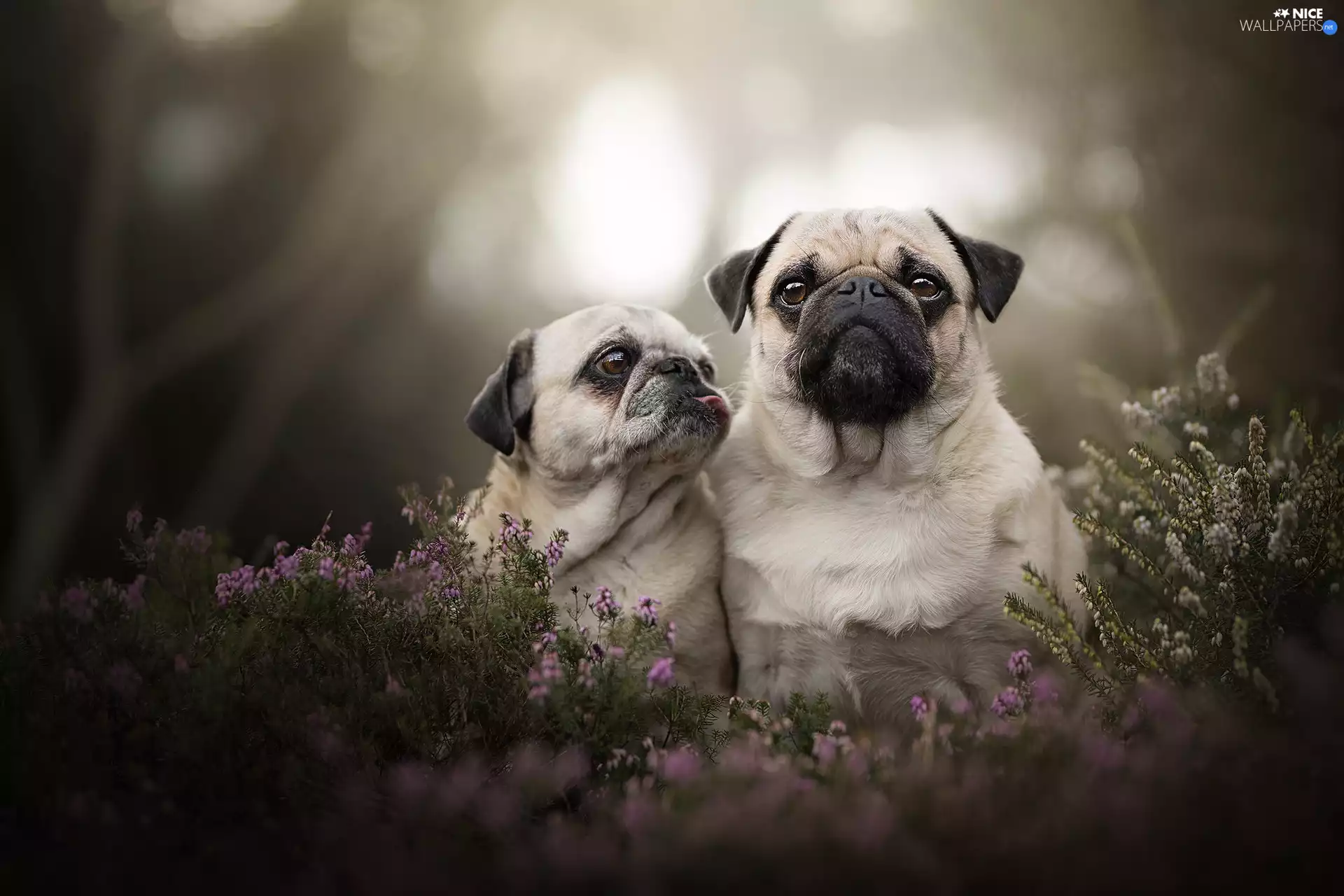 pugs, heather