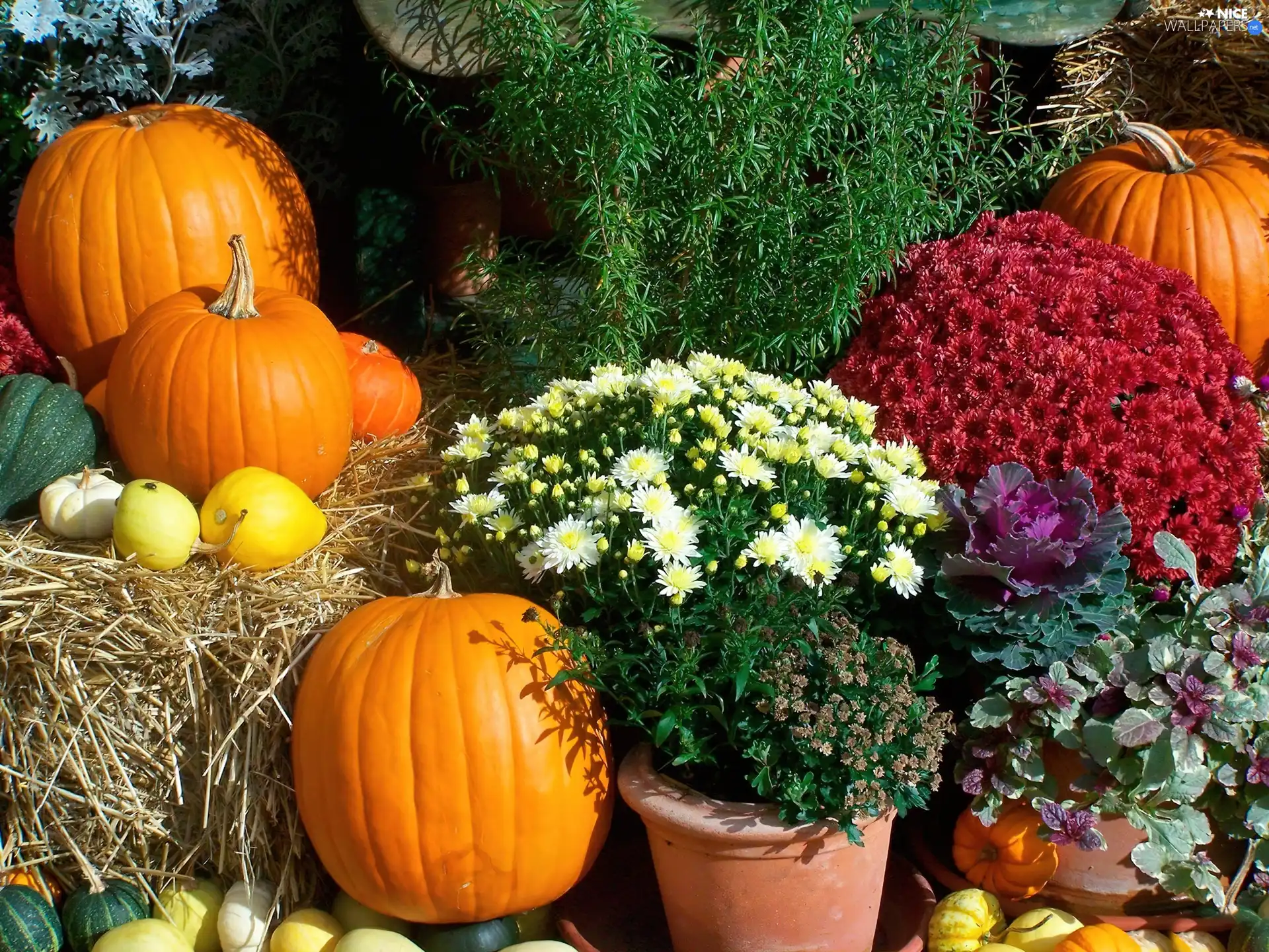 Autumn, Chrysanthemums, pumpkin, Flowers