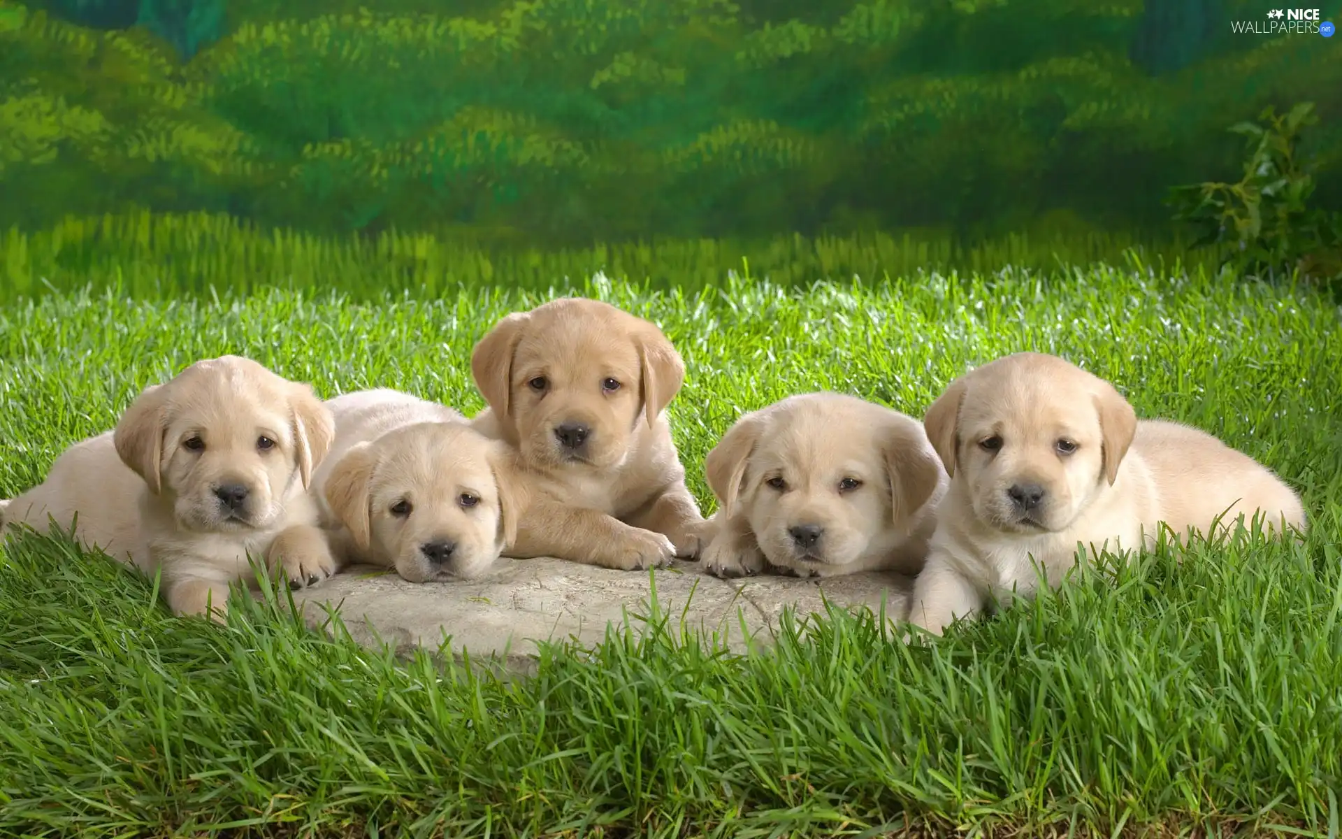 Labradors, beige, puppies, little doggies