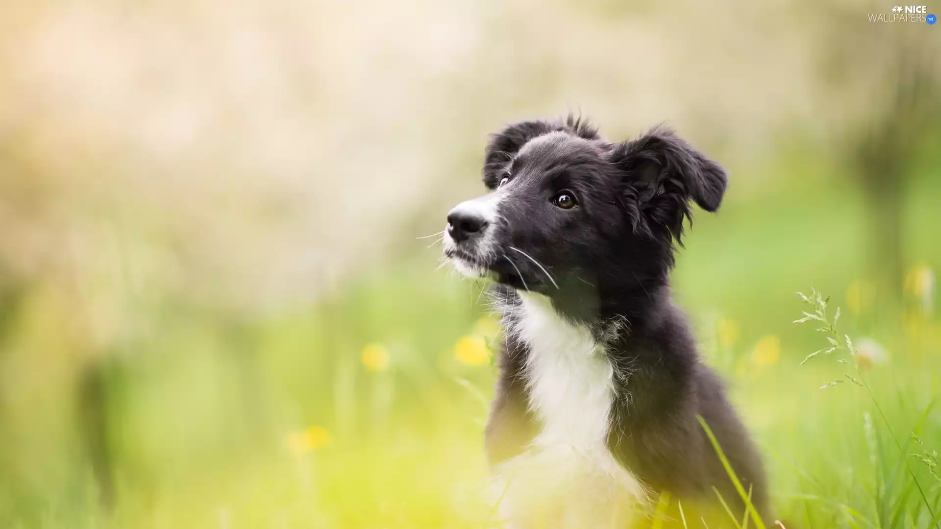 Meadow, blurry background, Puppy, Border Collie, dog