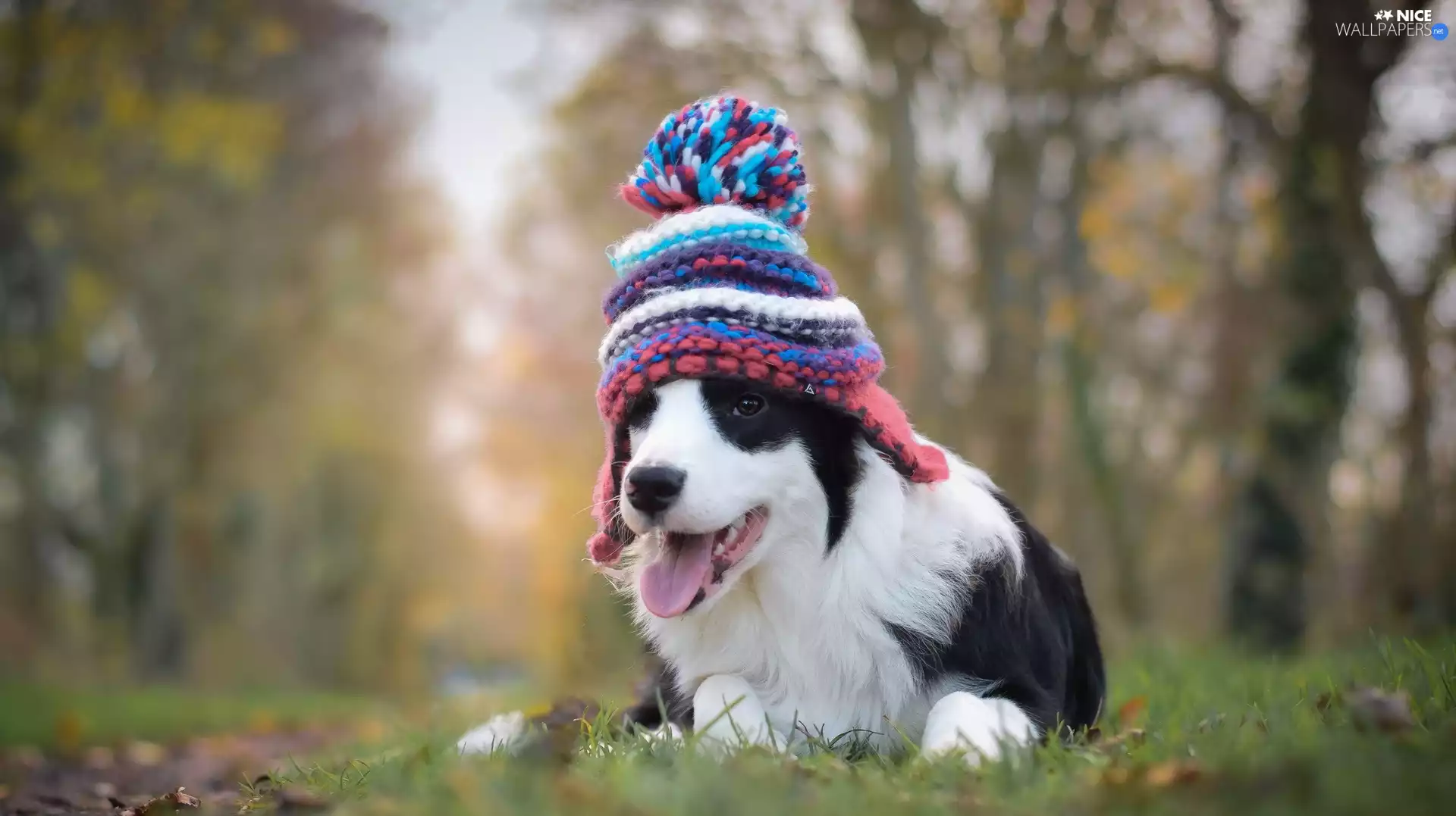 Meadow, Puppy, Bonnet, Border Collie