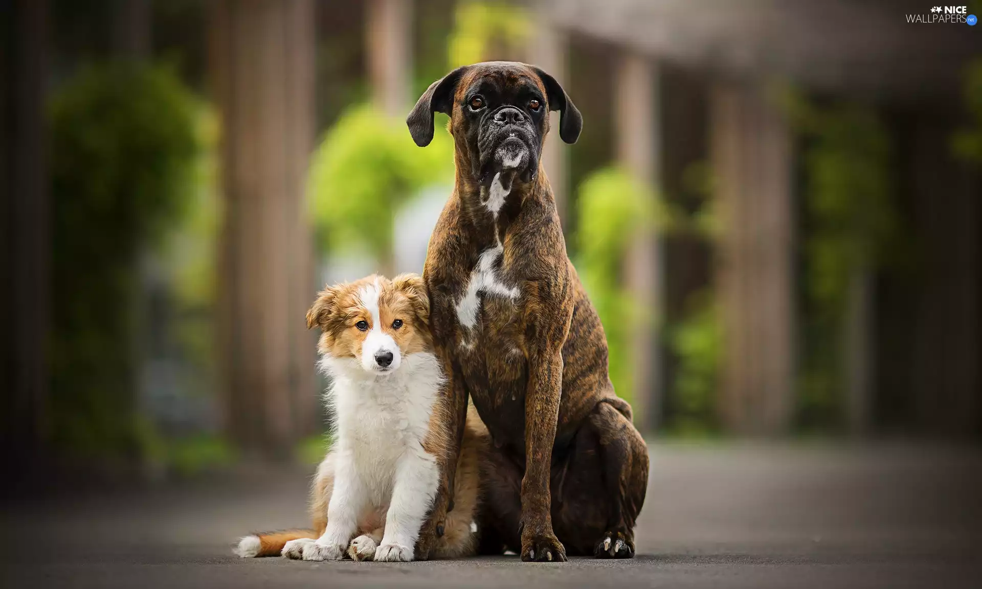 Dogs, Puppy, boxer, Border Collie