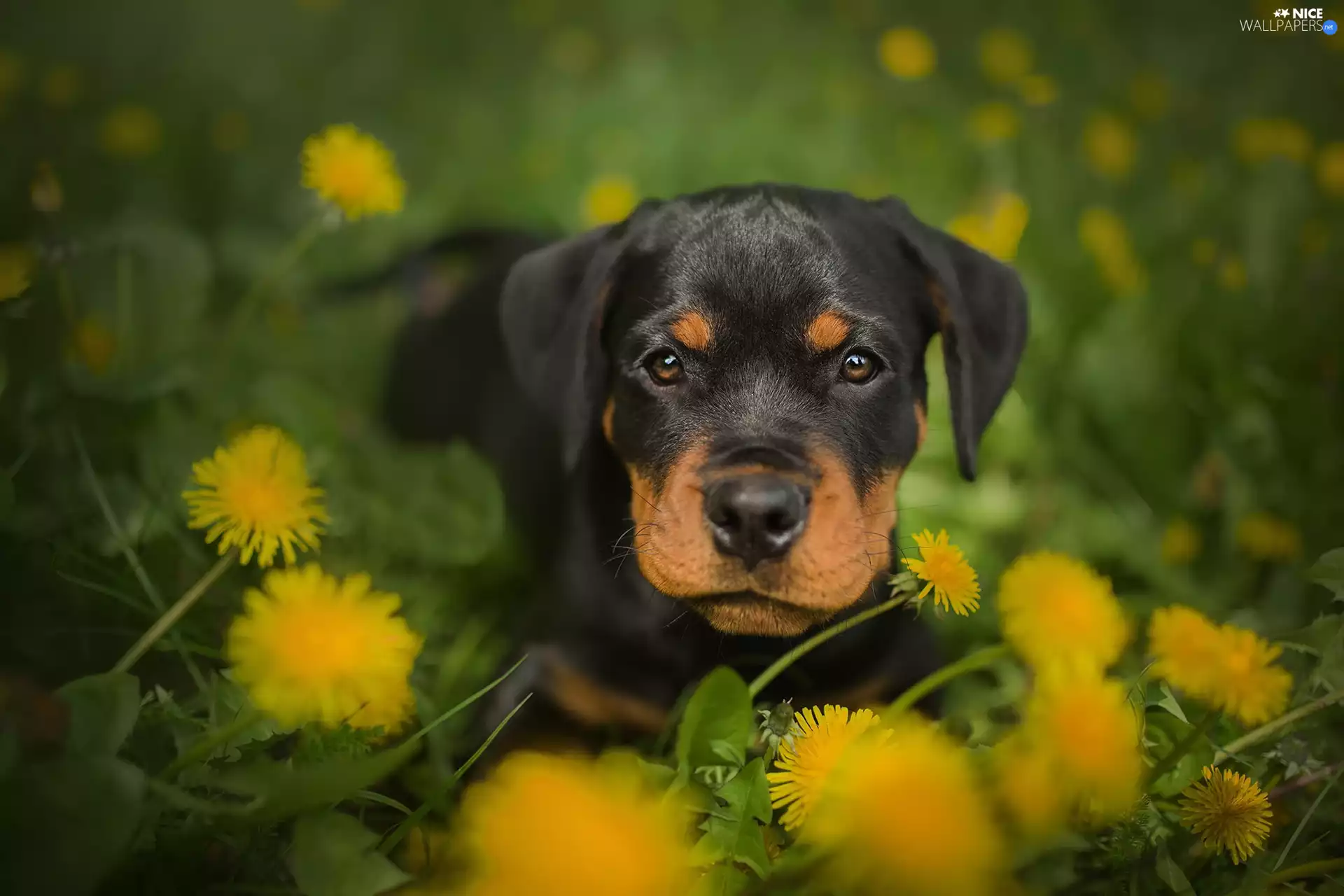 Flowers, Common Dandelion, Puppy, Rottweiler, dog