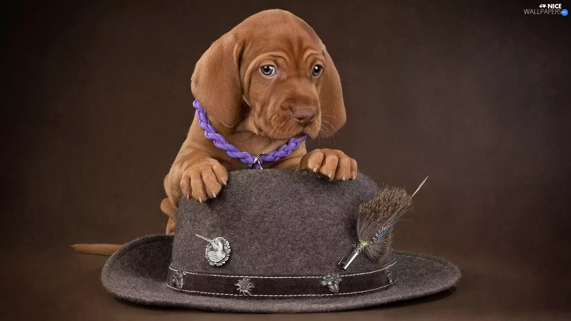 dog, Vizsla, Hat, Puppy