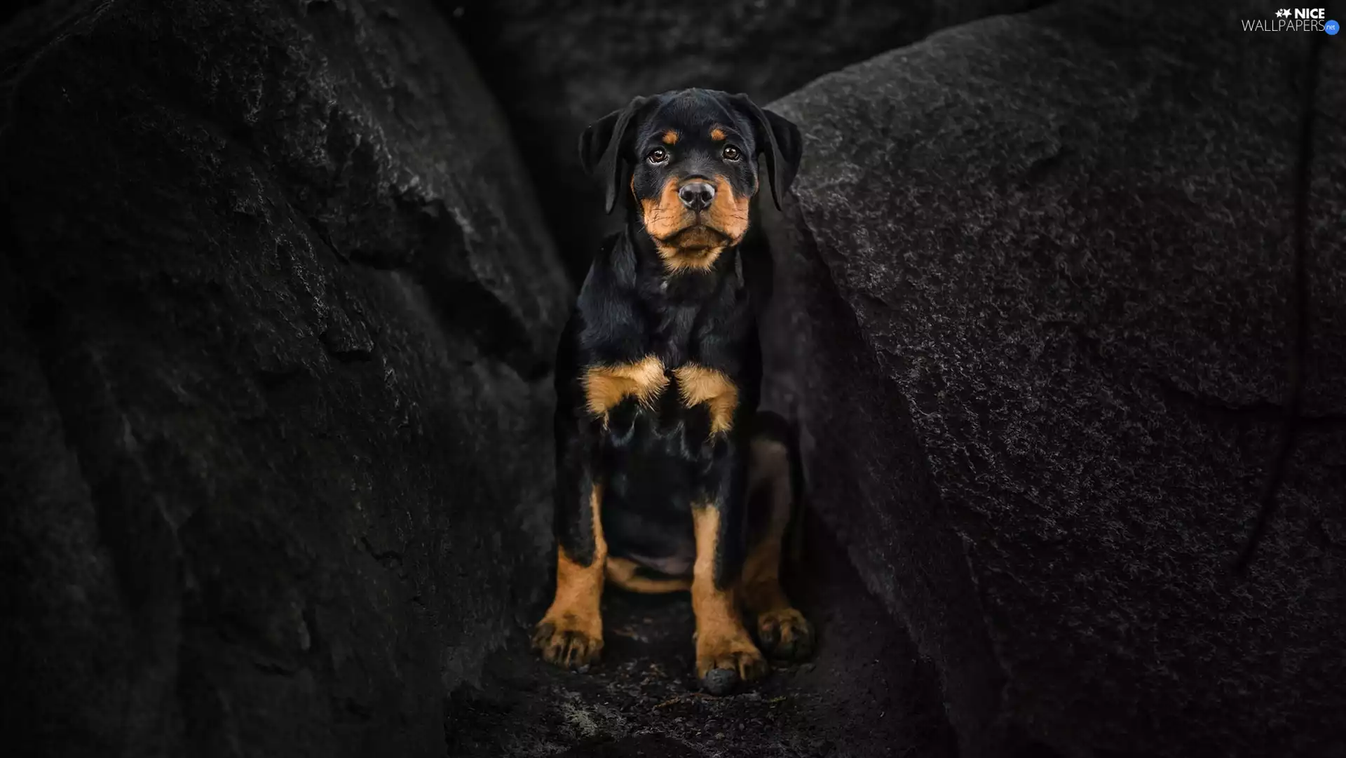 dog, Rottweiler, rocks, Puppy