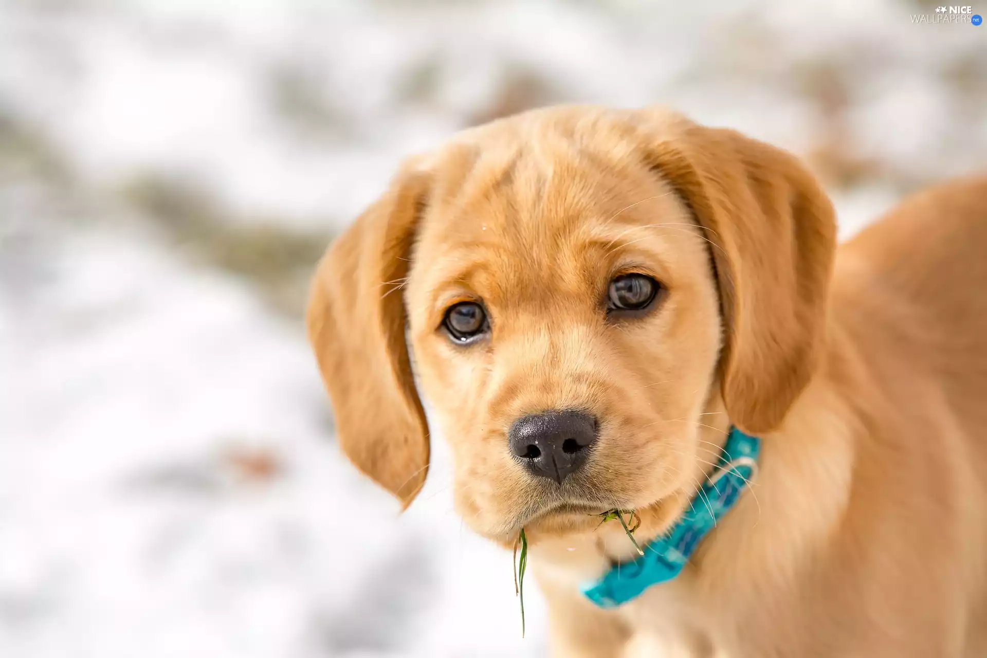 dog-collar, Spanador, Puppy