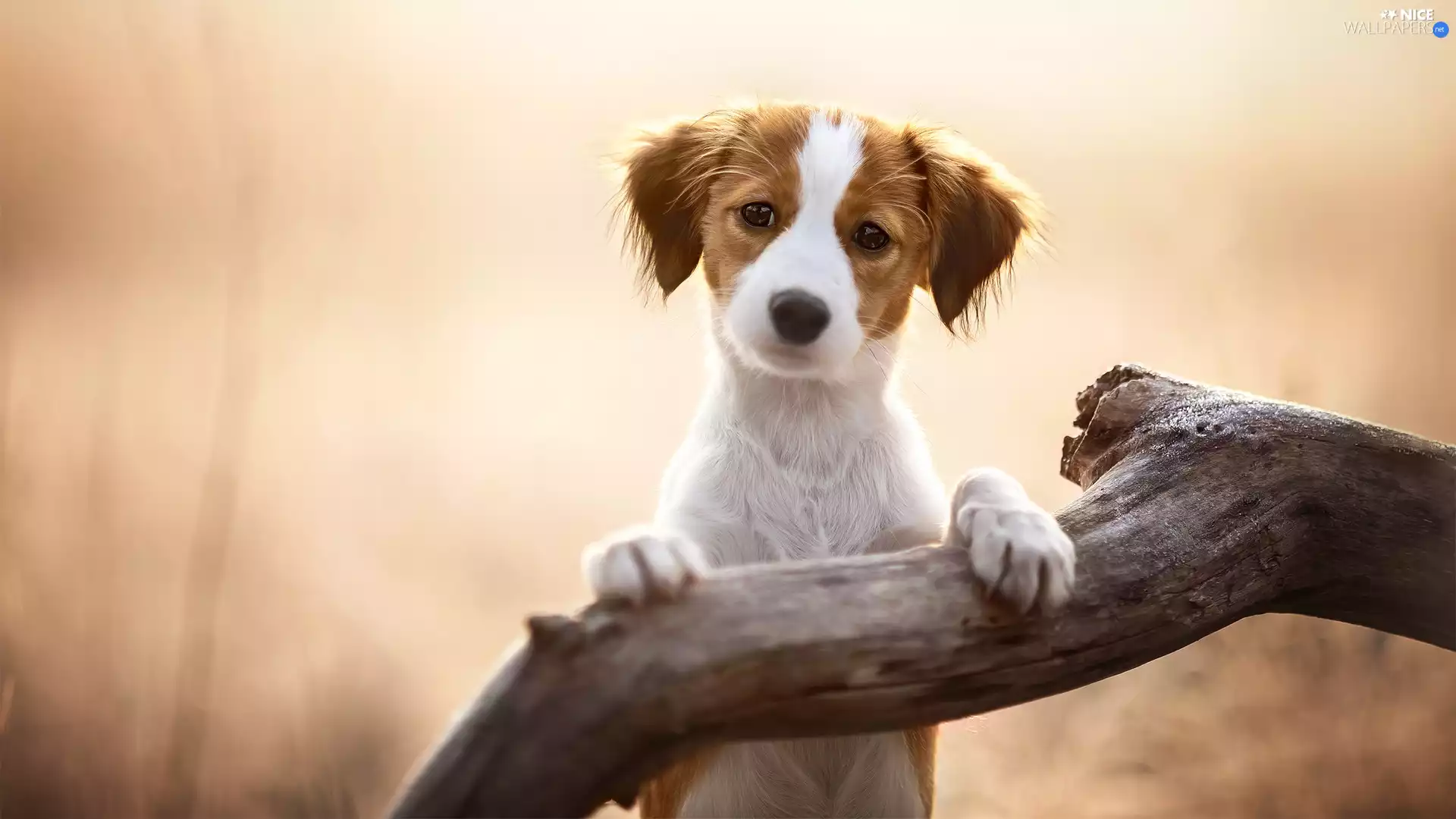 dog, Alpine Dutch, Lod on the beach, Puppy