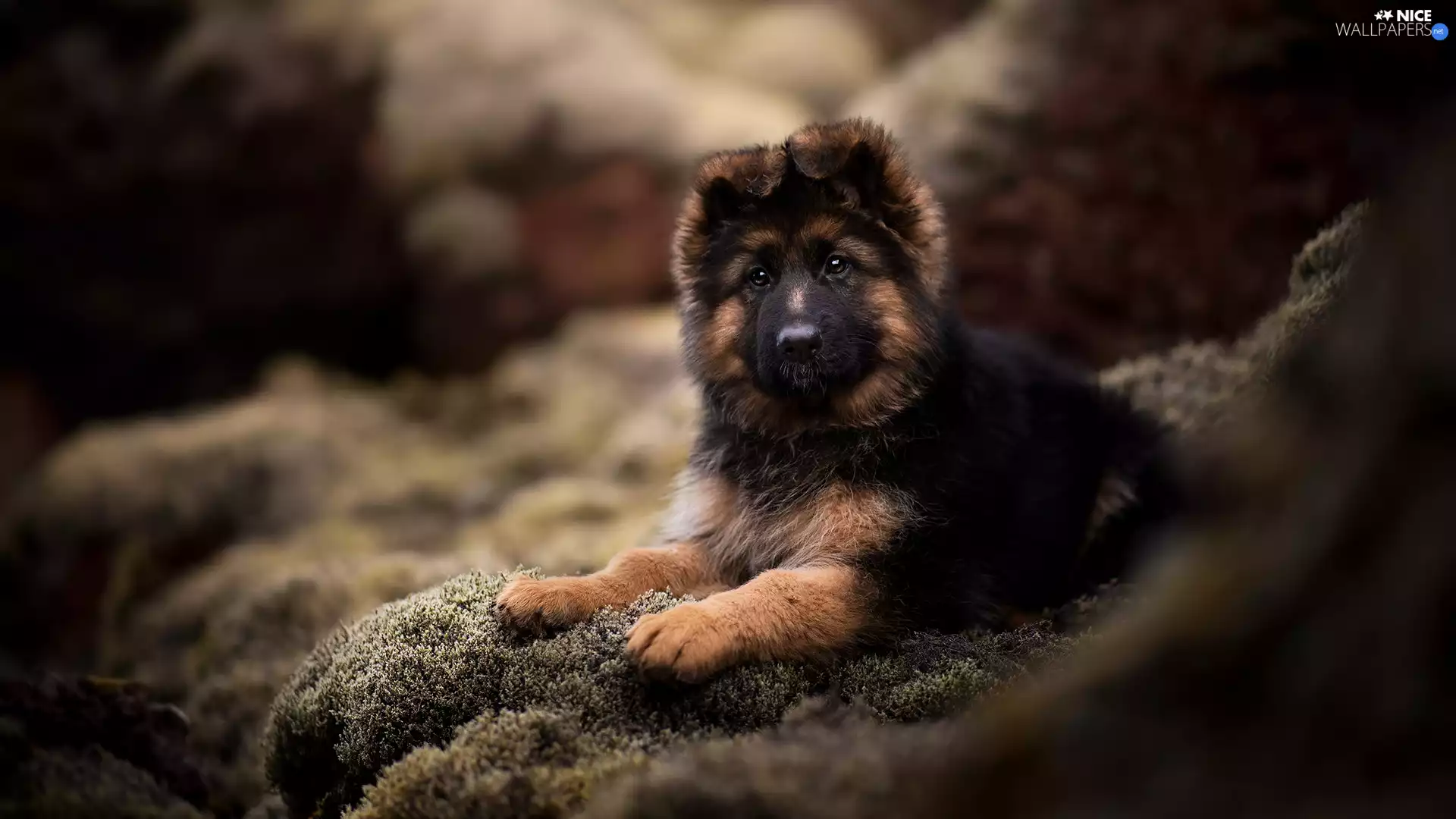 lying, Puppy, German Shepherd, dog