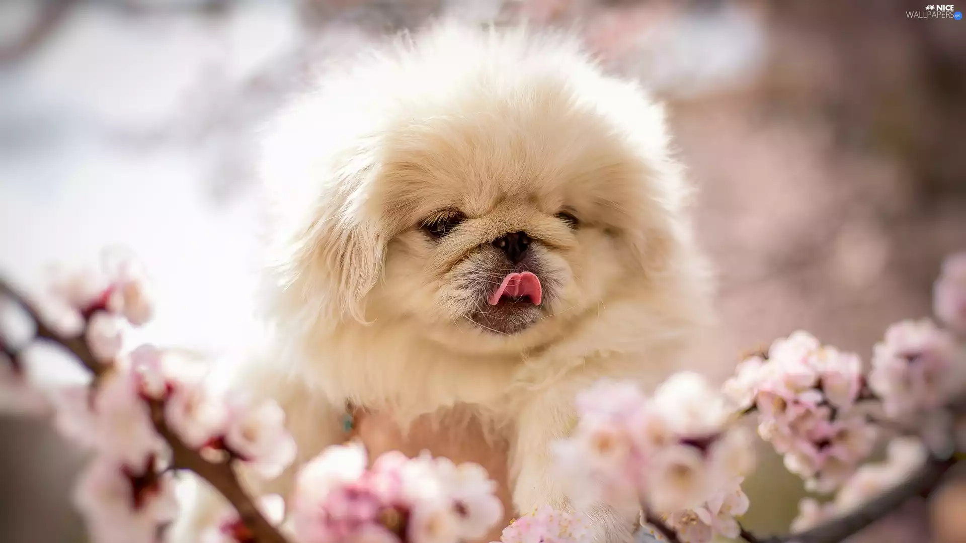 Puppy, dog, pekinese