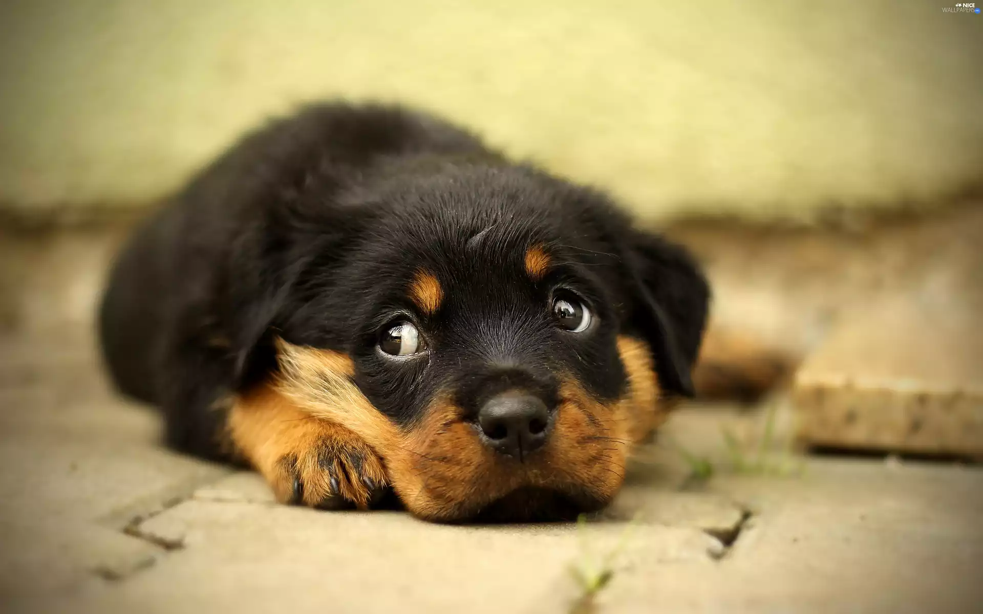Puppy, lying, Rottweiler