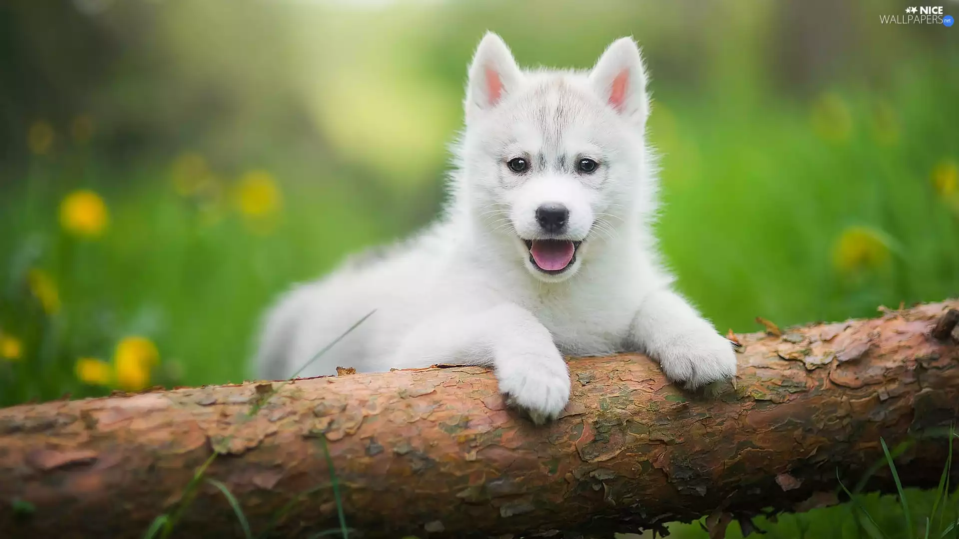 White, Puppy, Siberian Husky, honeyed