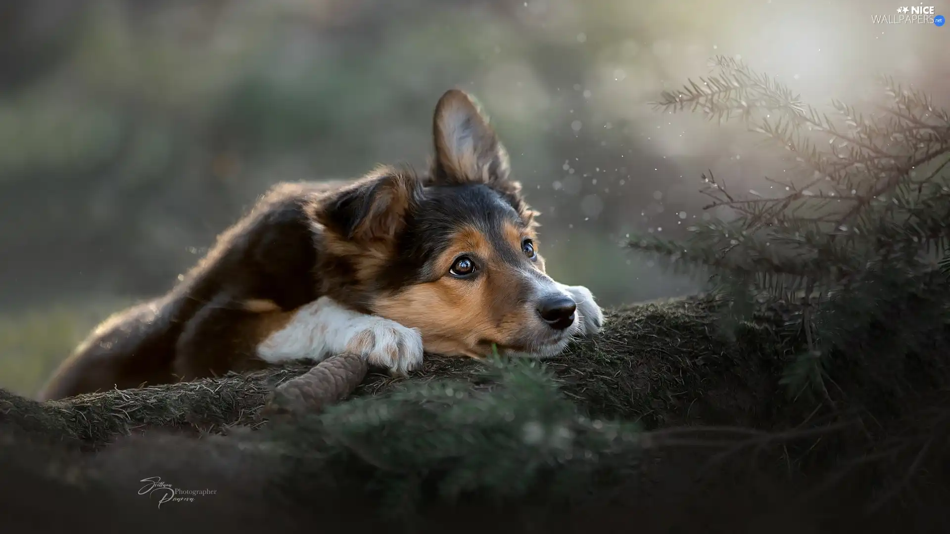 log, dog, Softwood, Puppy, lying, cone, Twigs