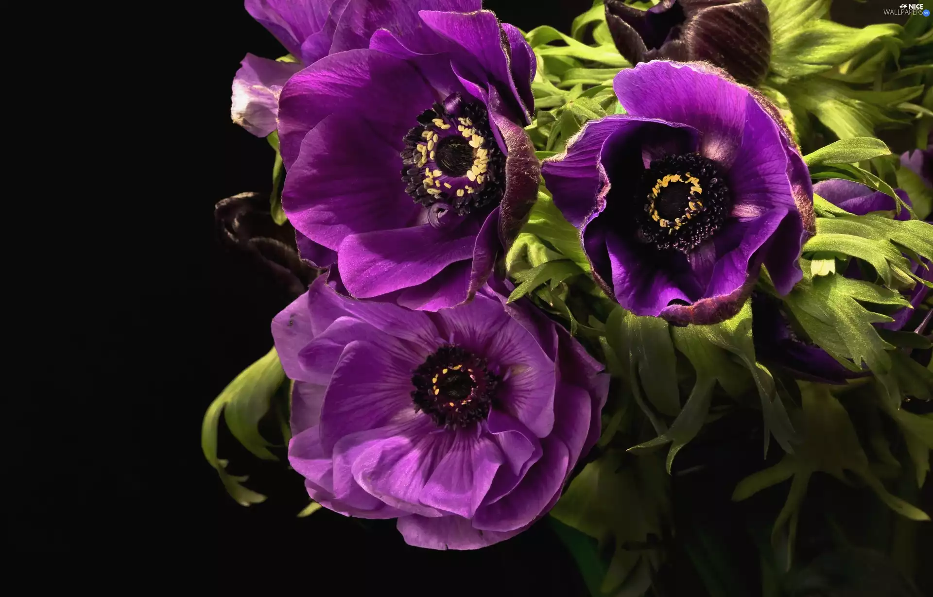 Purple, Anemones