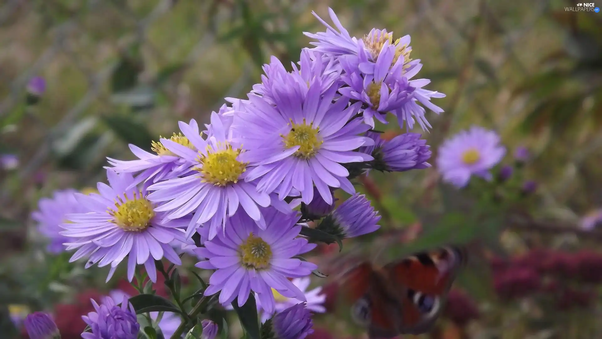 Astra, purple