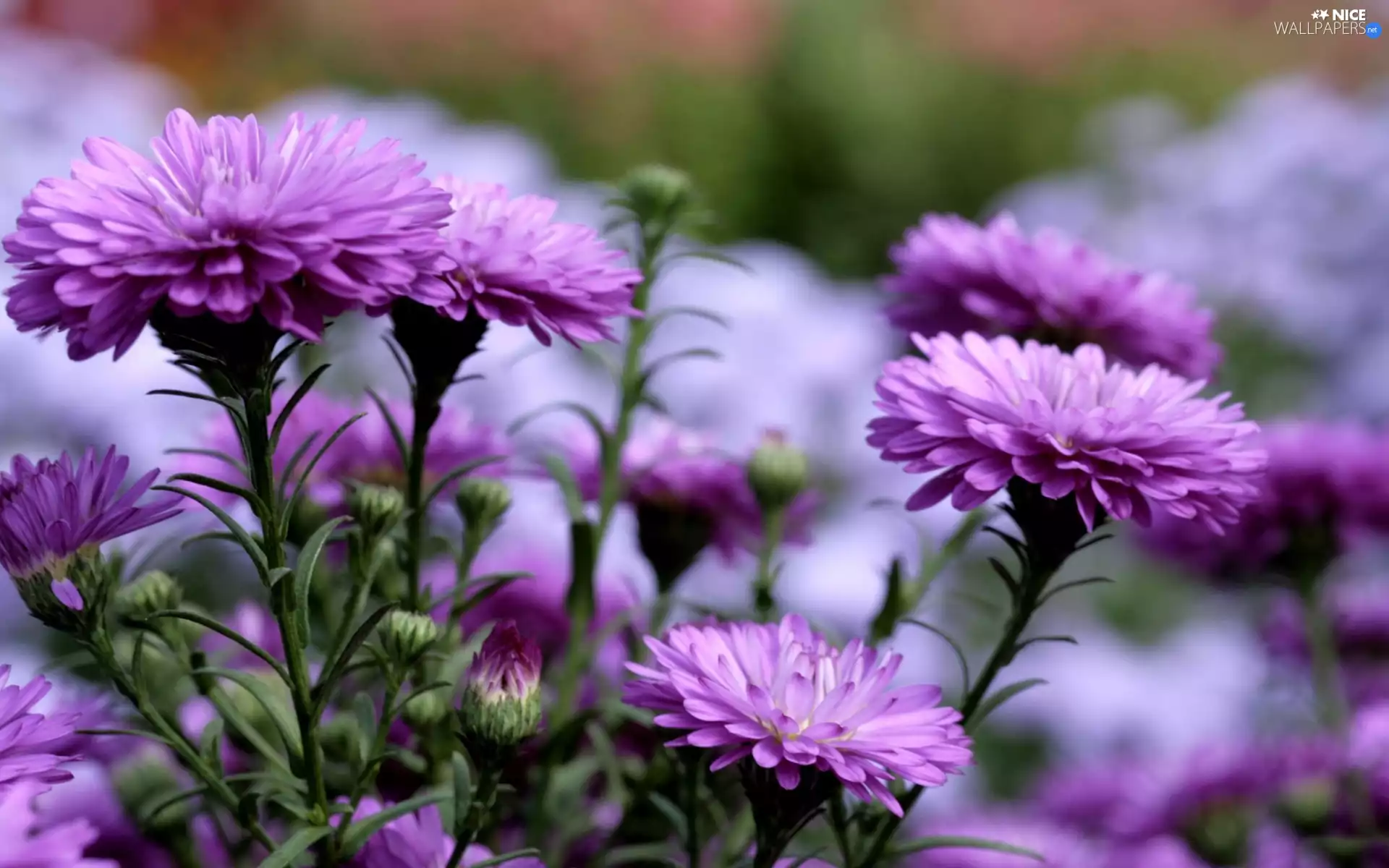 purple, Chrysanthemums, change