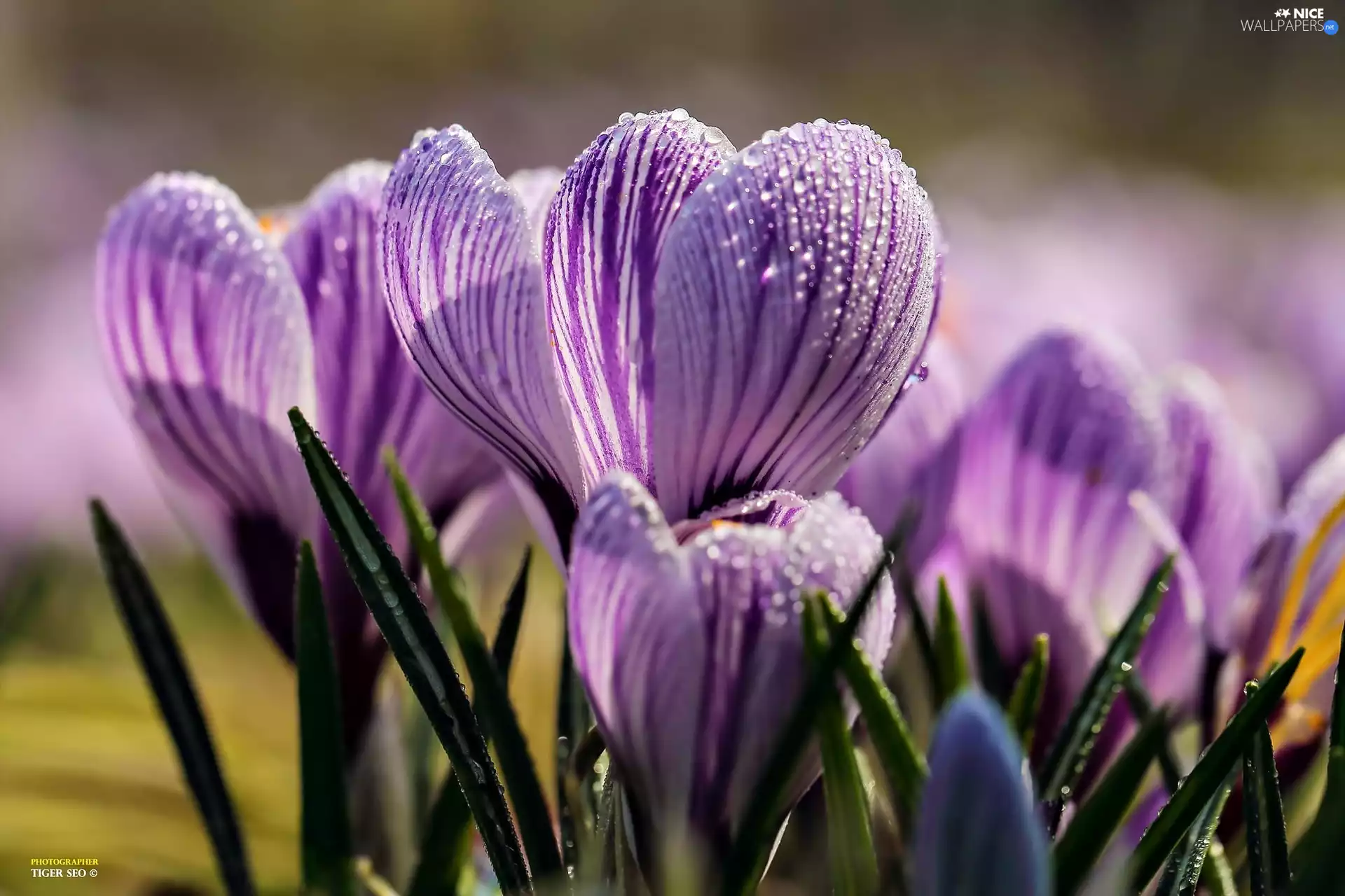Close, crocuses, drops, purple