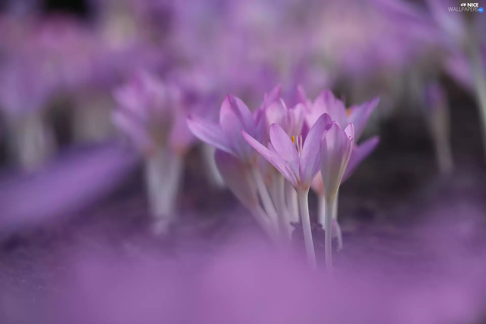colchicums, Flowers, rapprochement, purple