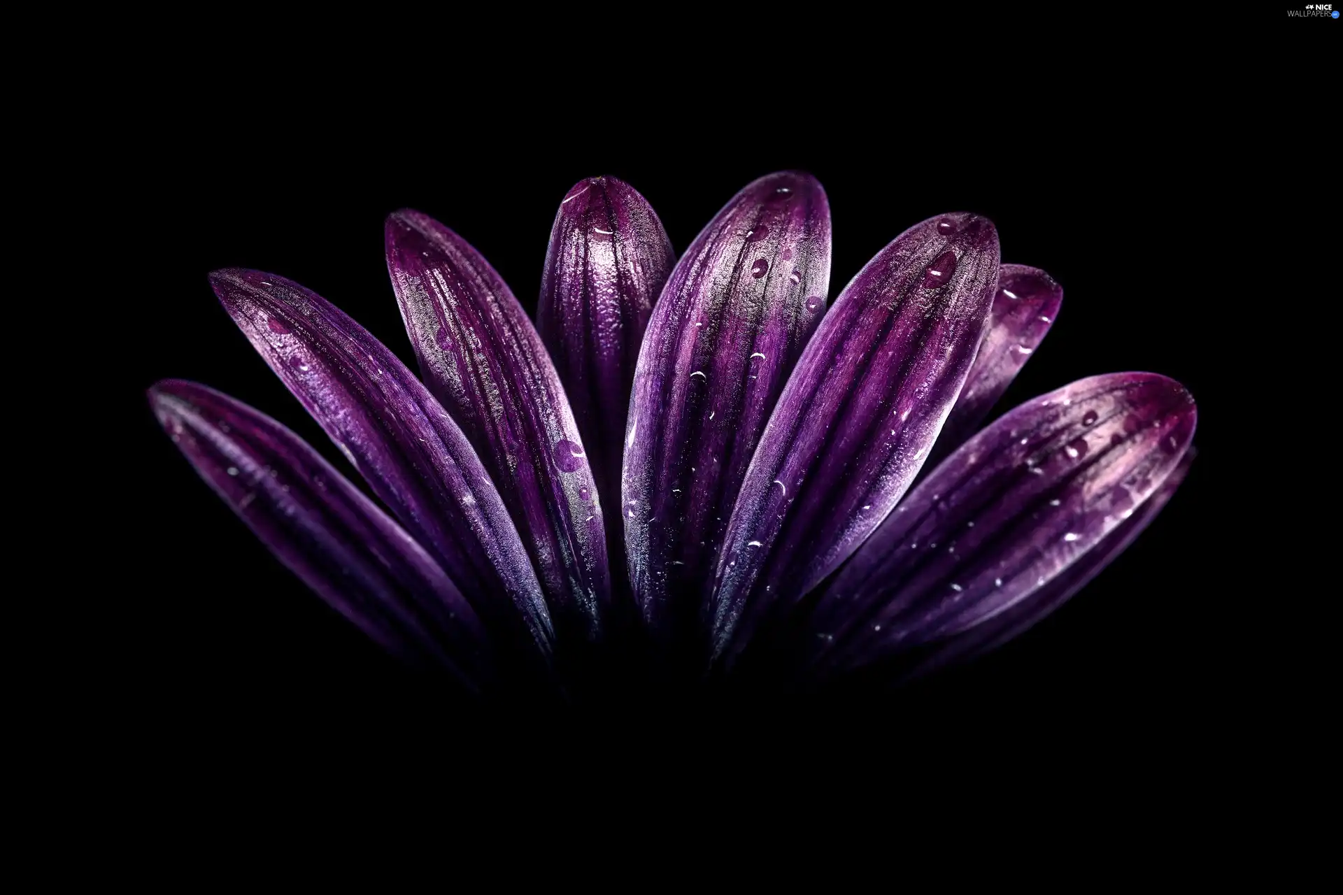 flakes, Colourfull Flowers, purple