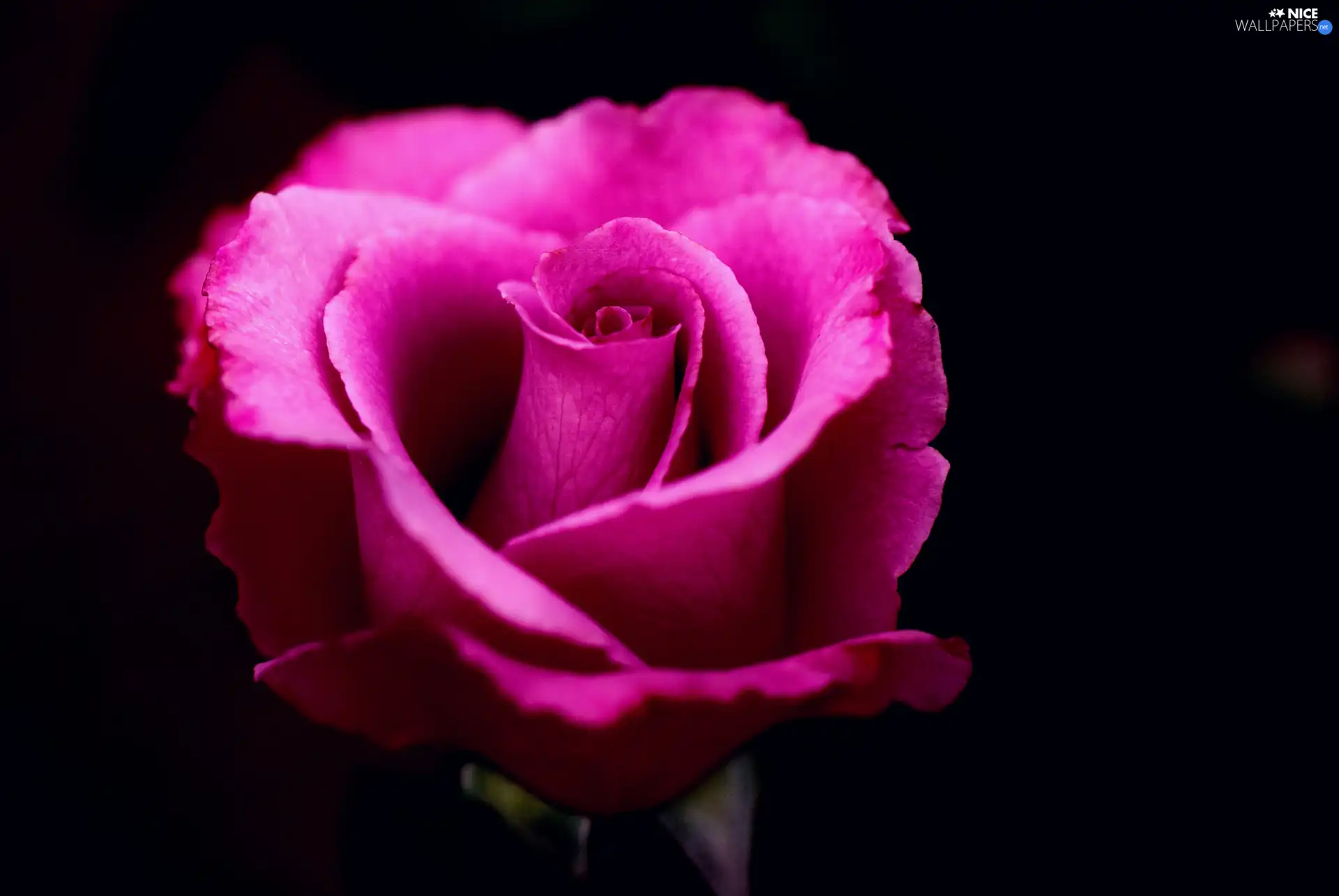 purple, shape, Colourfull Flowers, flakes, rose