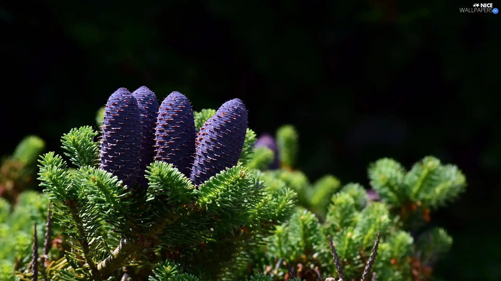cones, Korean Fir, purple