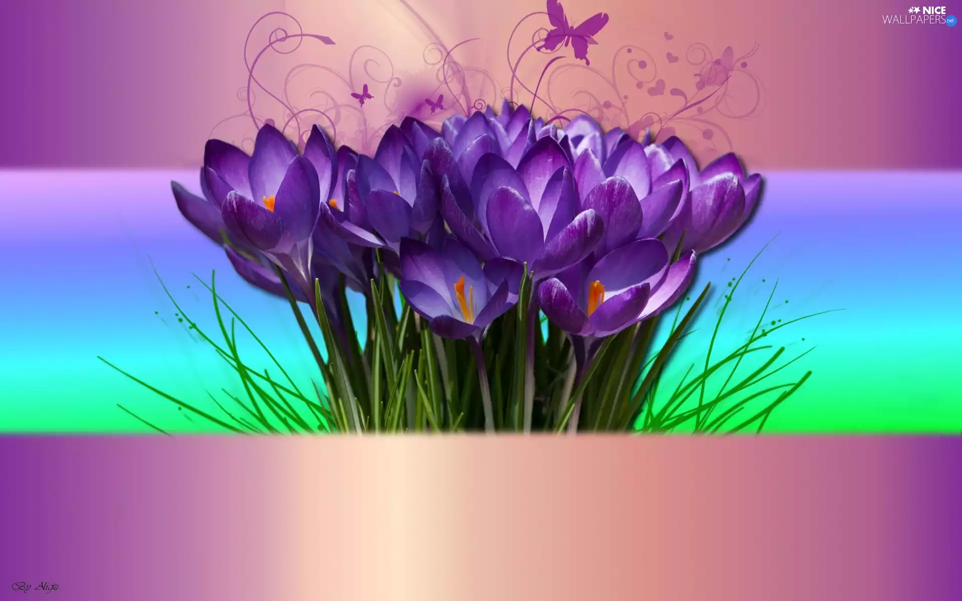 purple, crocuses