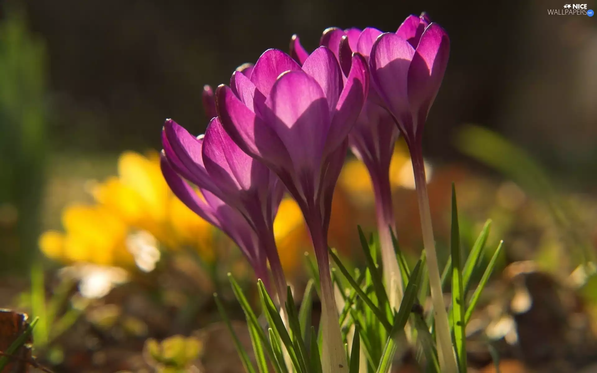 purple, crocuses
