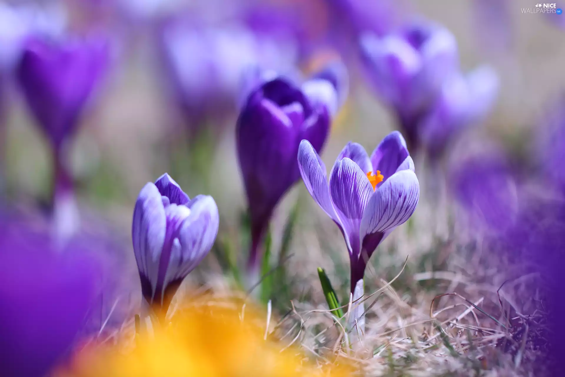crocuses, Orange, post, purple