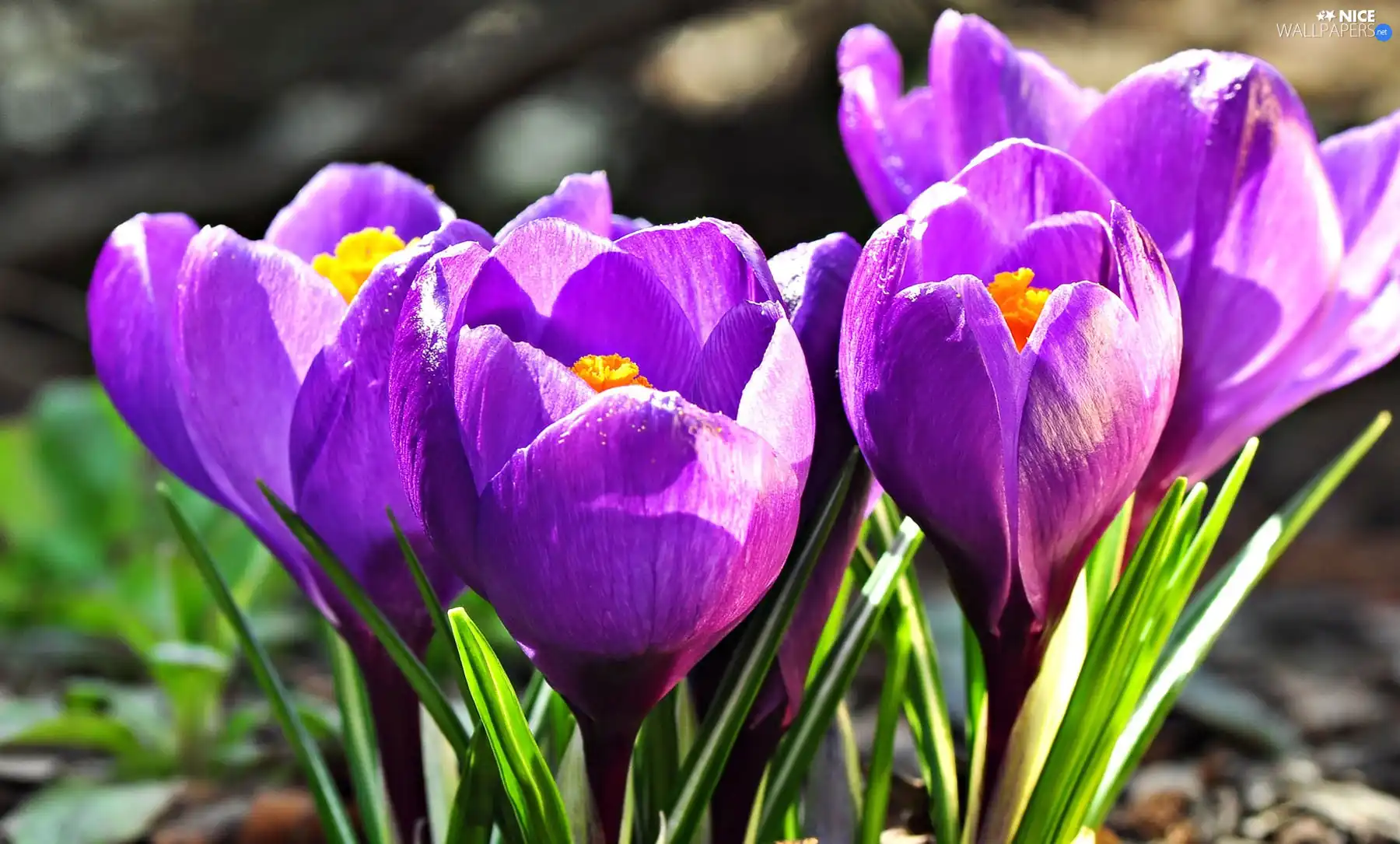 crocuses, purple