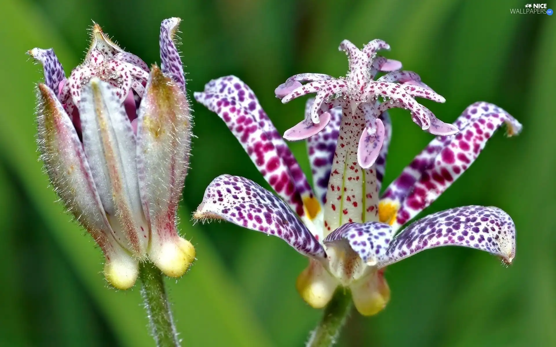 Violet, Colourfull Flowers, exotic, dappled