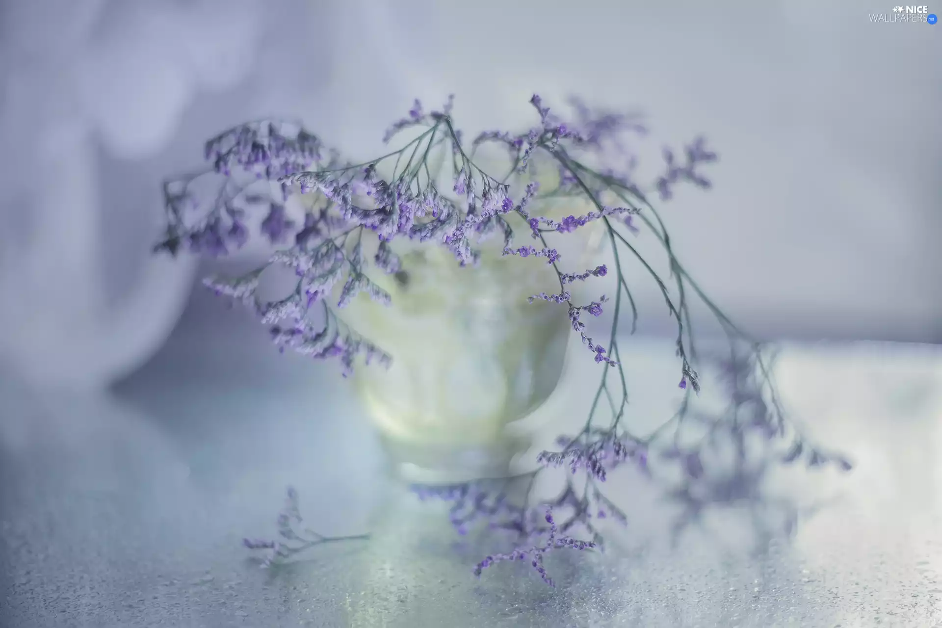 dry, Plants, vase, purple