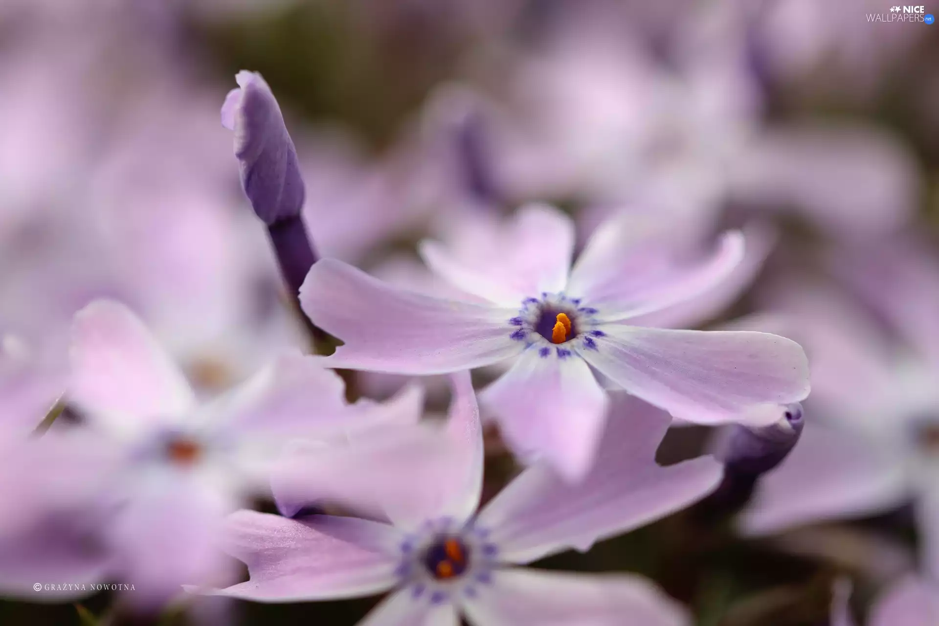 purple, Flowers