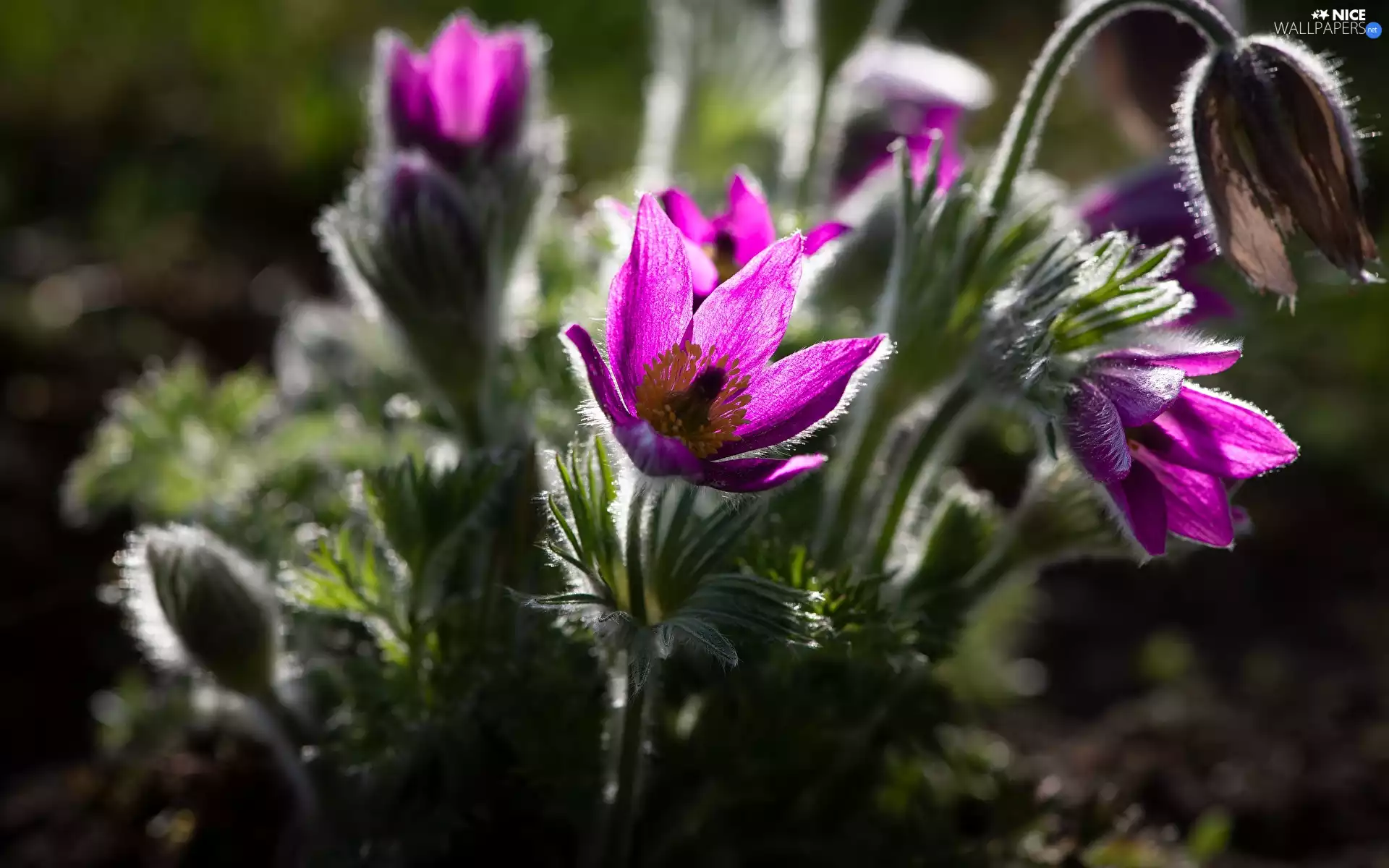 rapprochement, blurry background, purple, pasque, Flowers