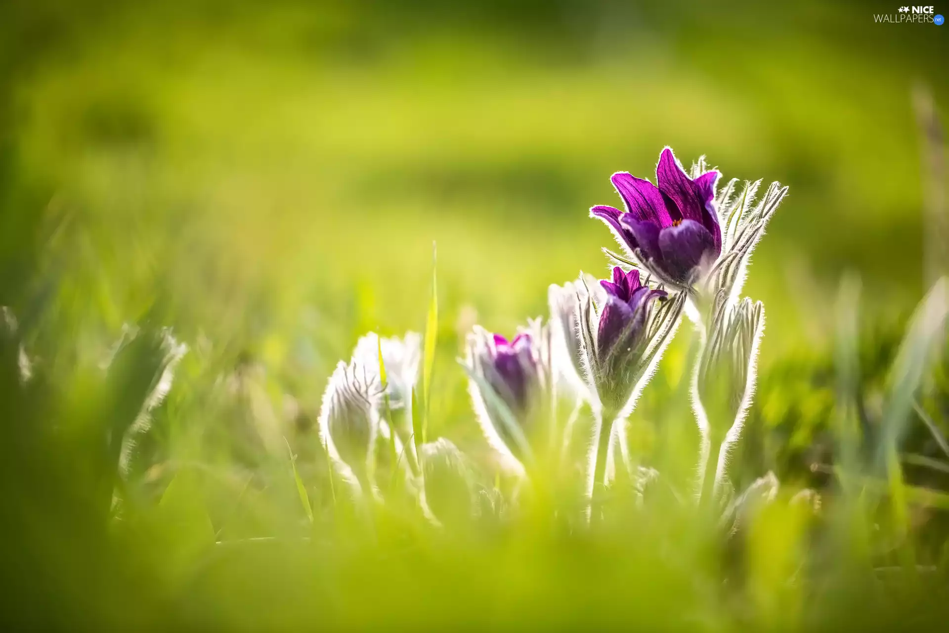 Flowers, pasque, Buds, purple