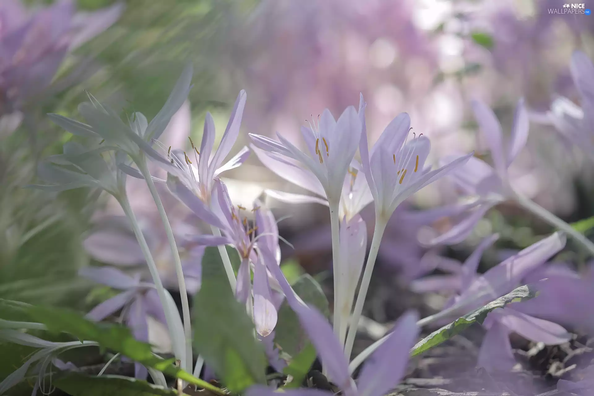 purple, colchicums, Flowers