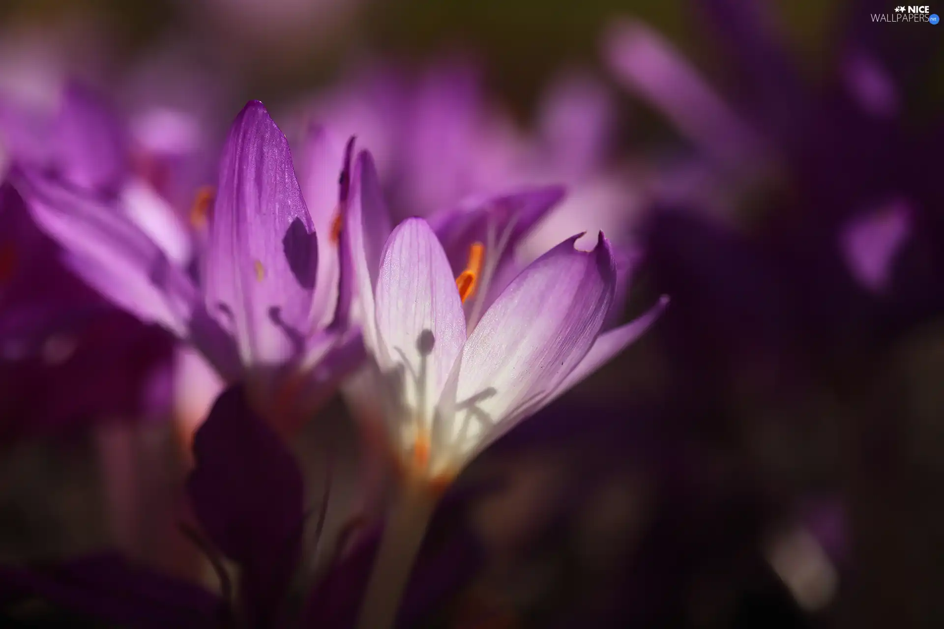 Flowers, Autumn Crocus, purple