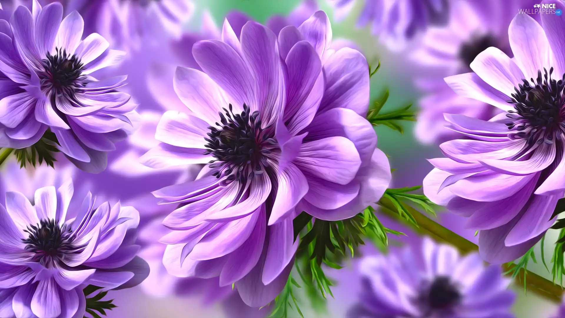 Flowers, Anemones, graphics, purple