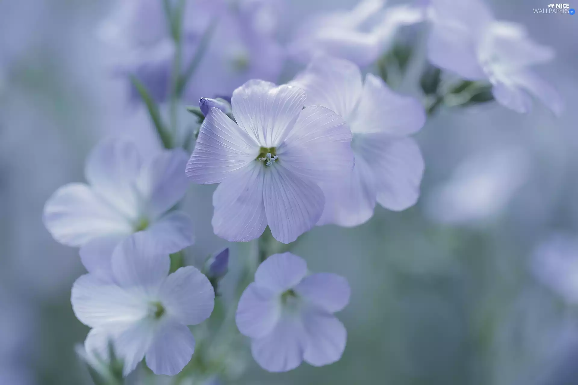 Flowers, Linum Hirsutum, purple