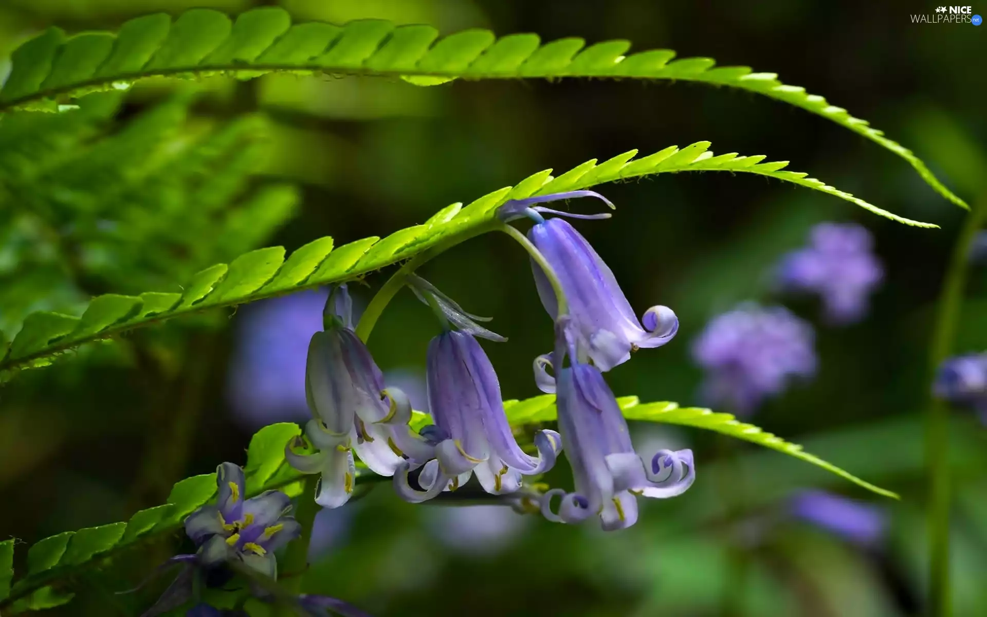 Flowers, ringtones, Leaf, purple
