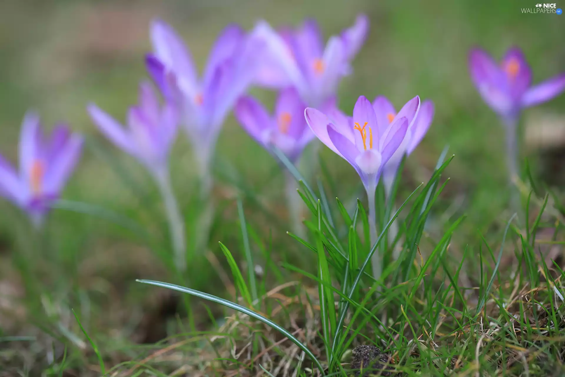 Flowers, crocuses, Light Purple