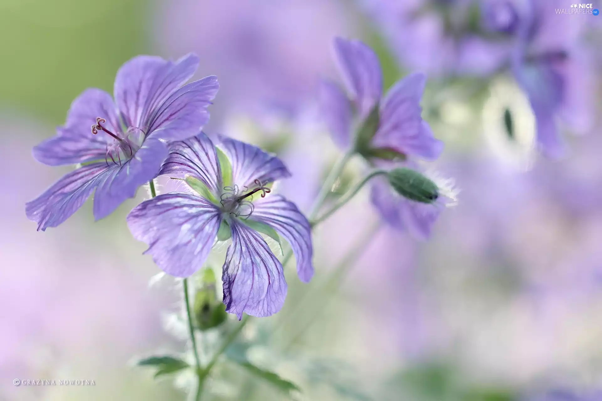 Flowers, Geranium Magnificum, purple