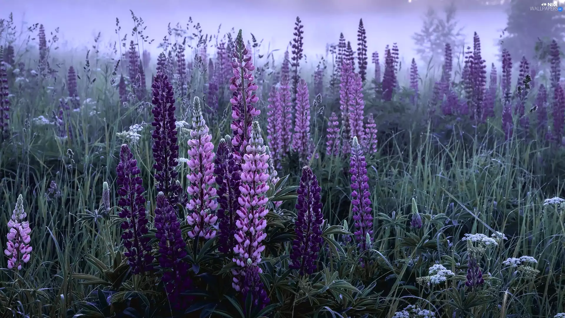 Flowers, lupins, Meadow, purple