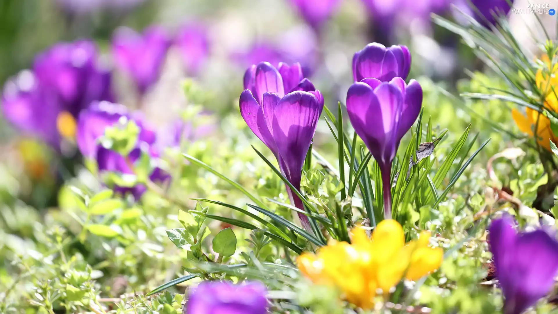 Flowers, crocuses, rapprochement, purple