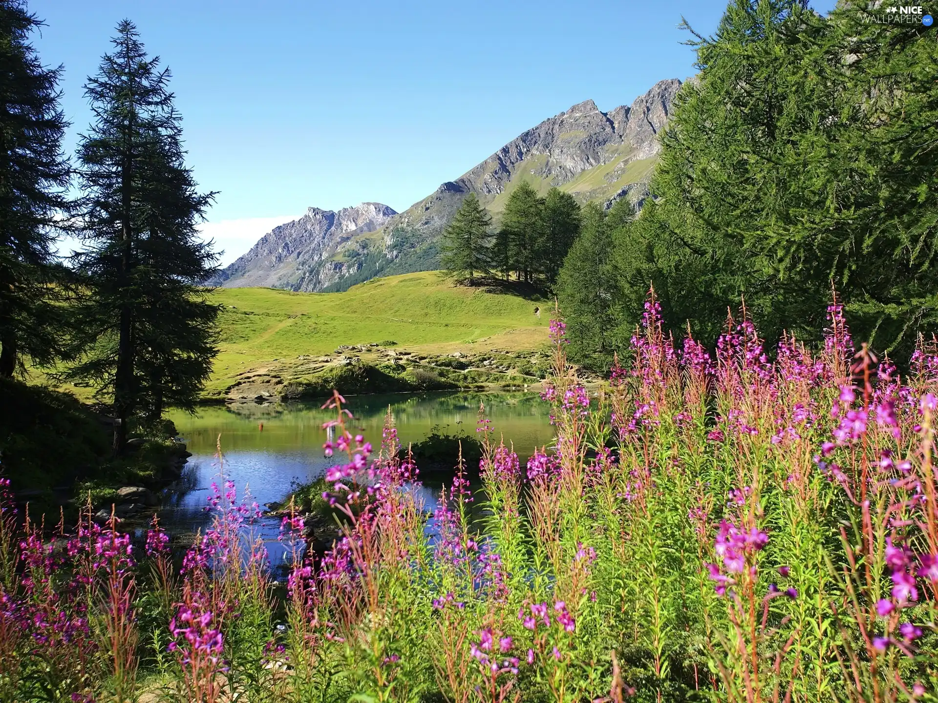 purple, Flowers, Mountains, River, Spring