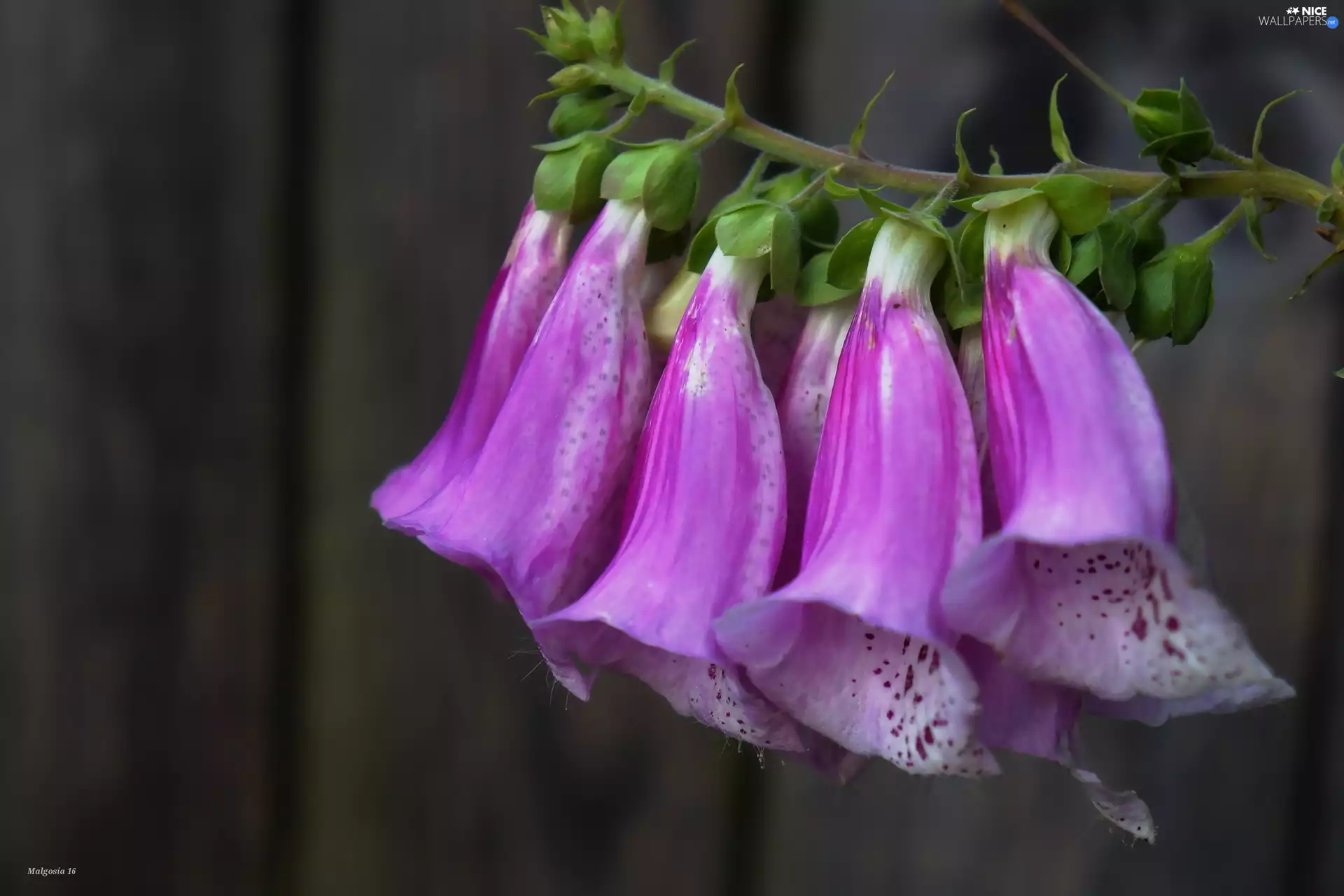Purple Foxglove