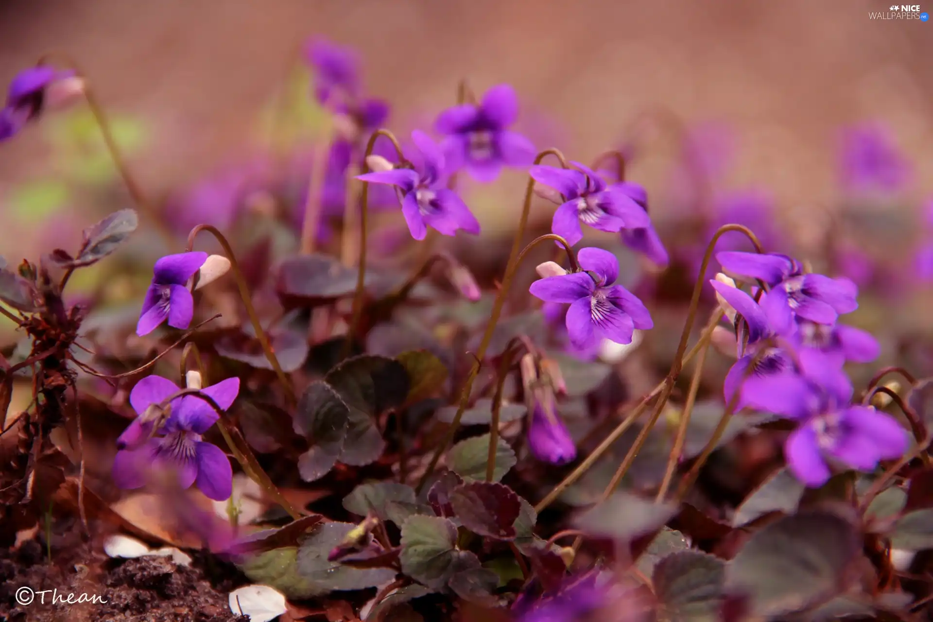 Flowers, fragrant violets, purple