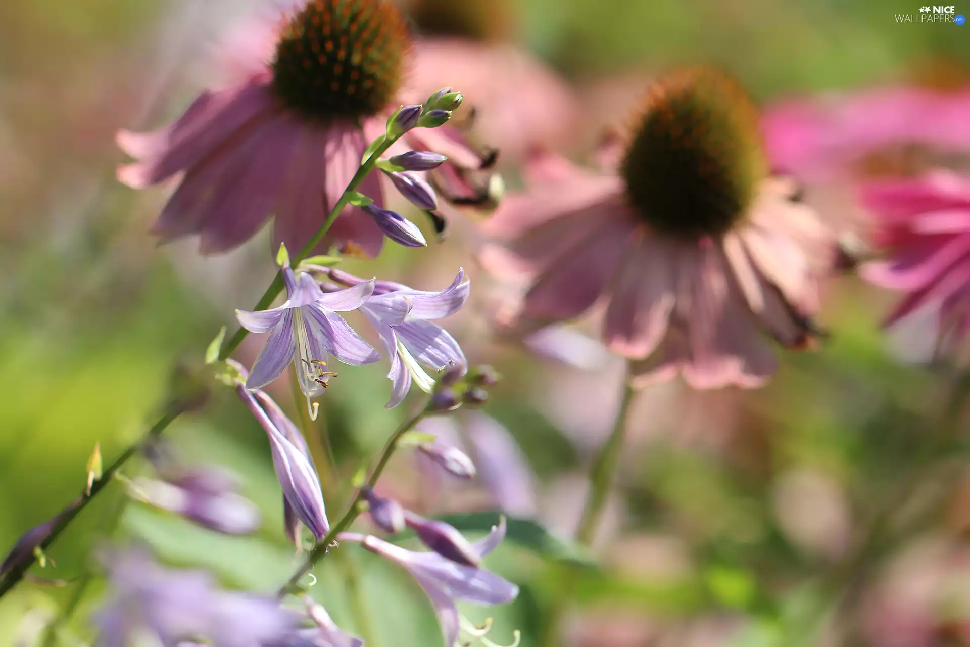 Funkia, Flowers, echinacea, purple