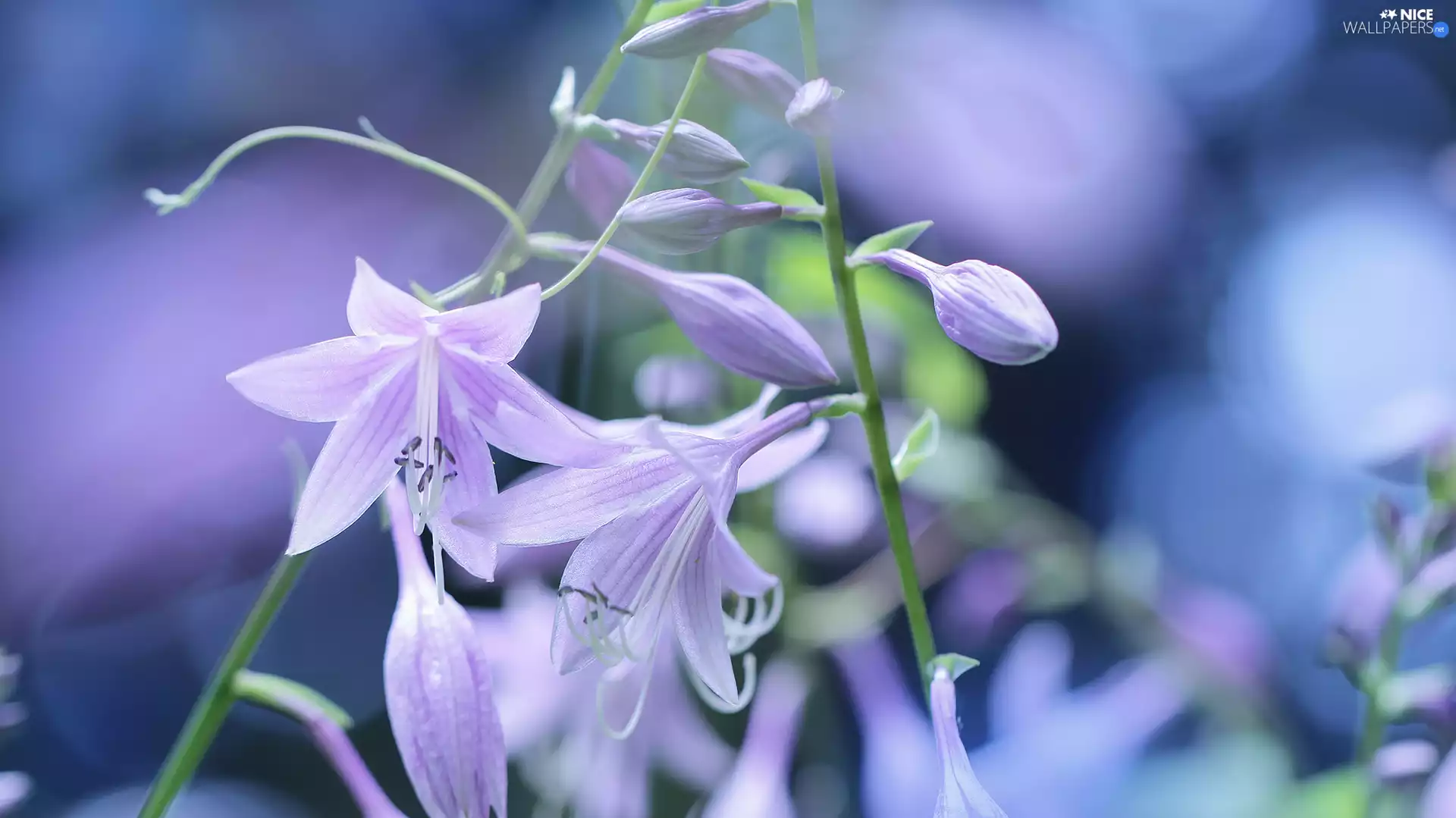 Funkia, ringtones, Flowers, purple