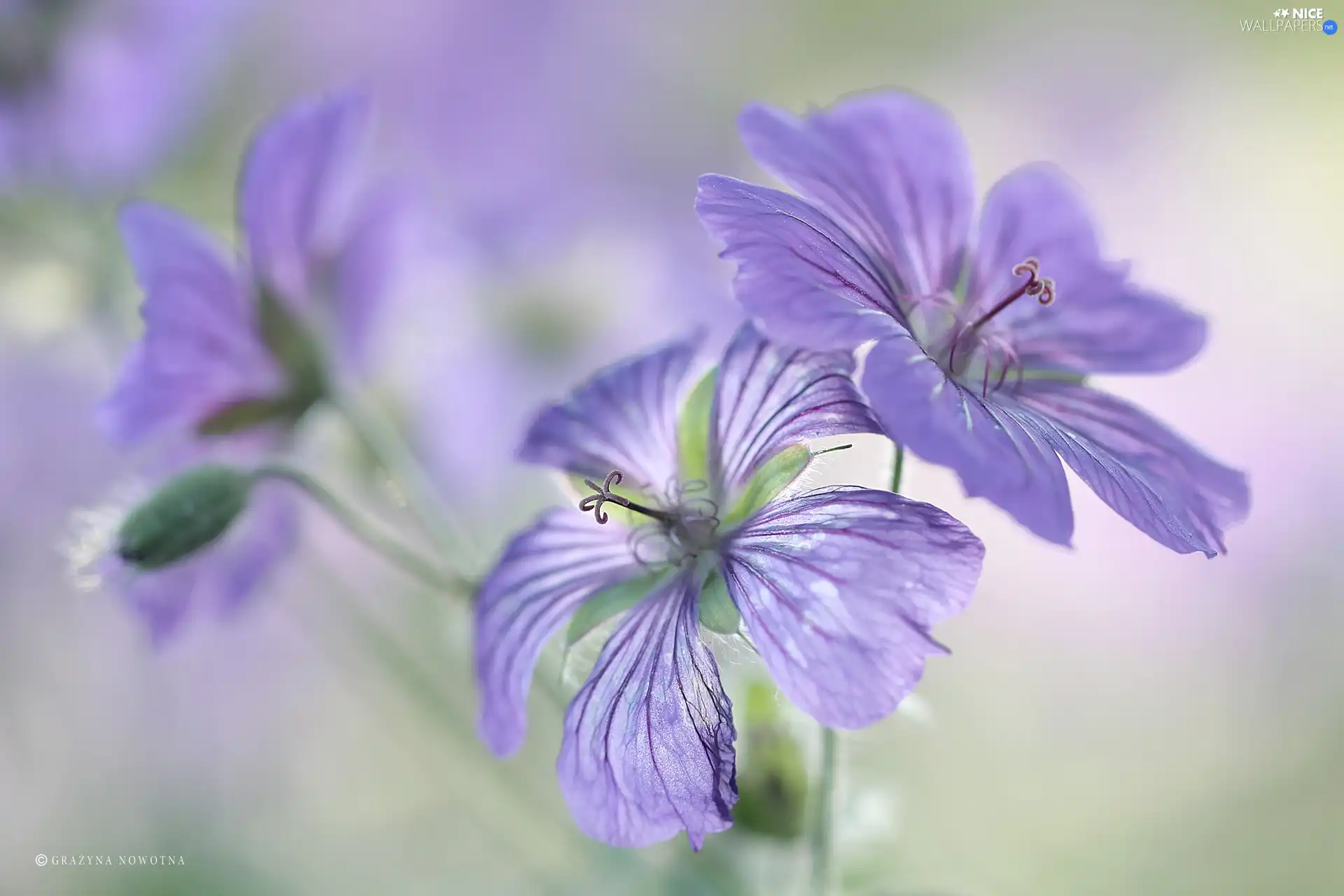 Flowers, Geranium Magnificum, purple