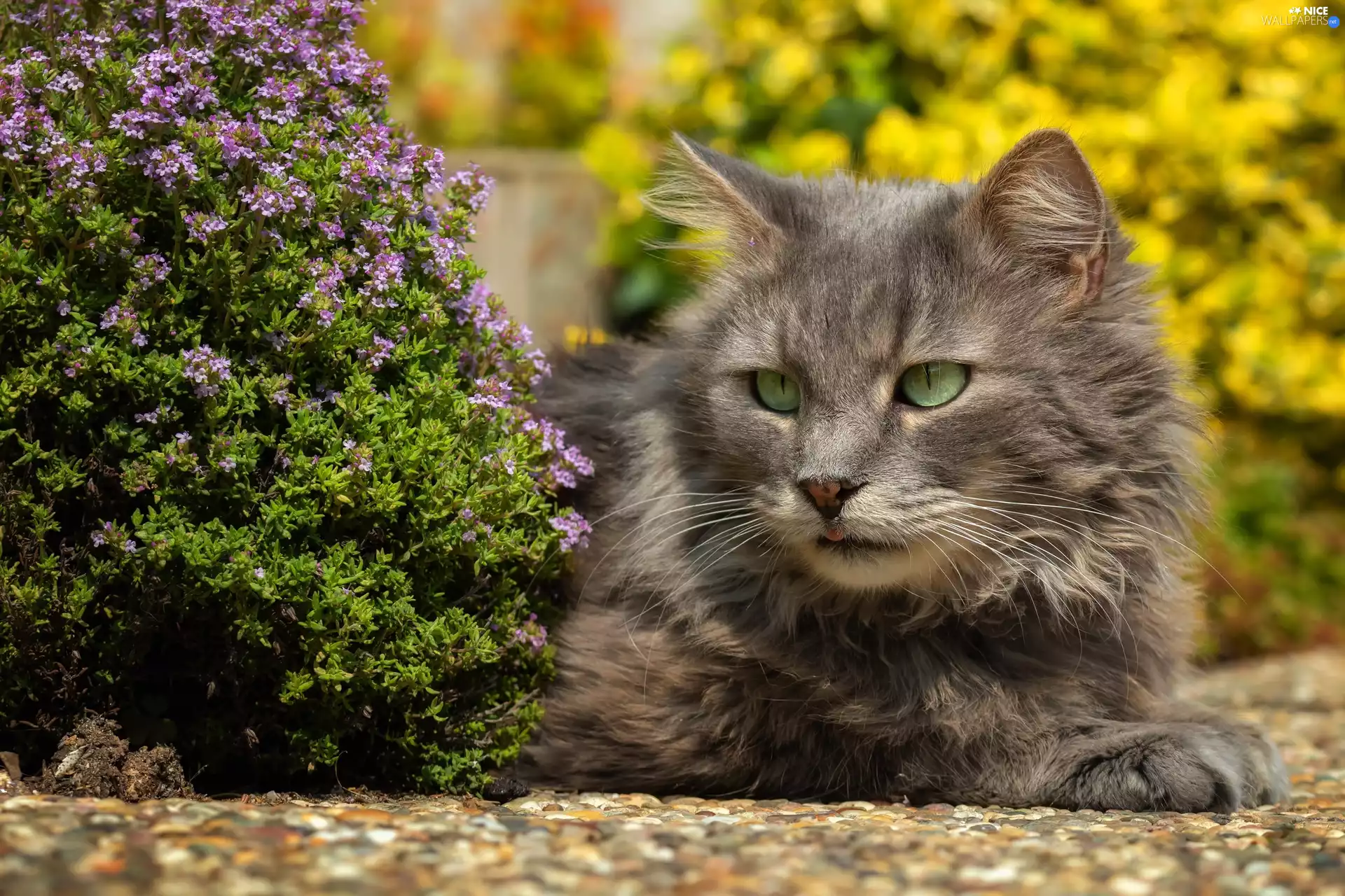 green ones, Gray, purple, Flowers, Eyes, cat